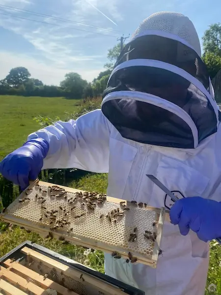 Paul tending to hives